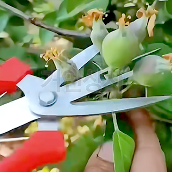 이중 양날 솎음가위﻿/솎아내기 적과가위 순치기 알솎기 열매 과일 과수원 포도 수확 알솎음